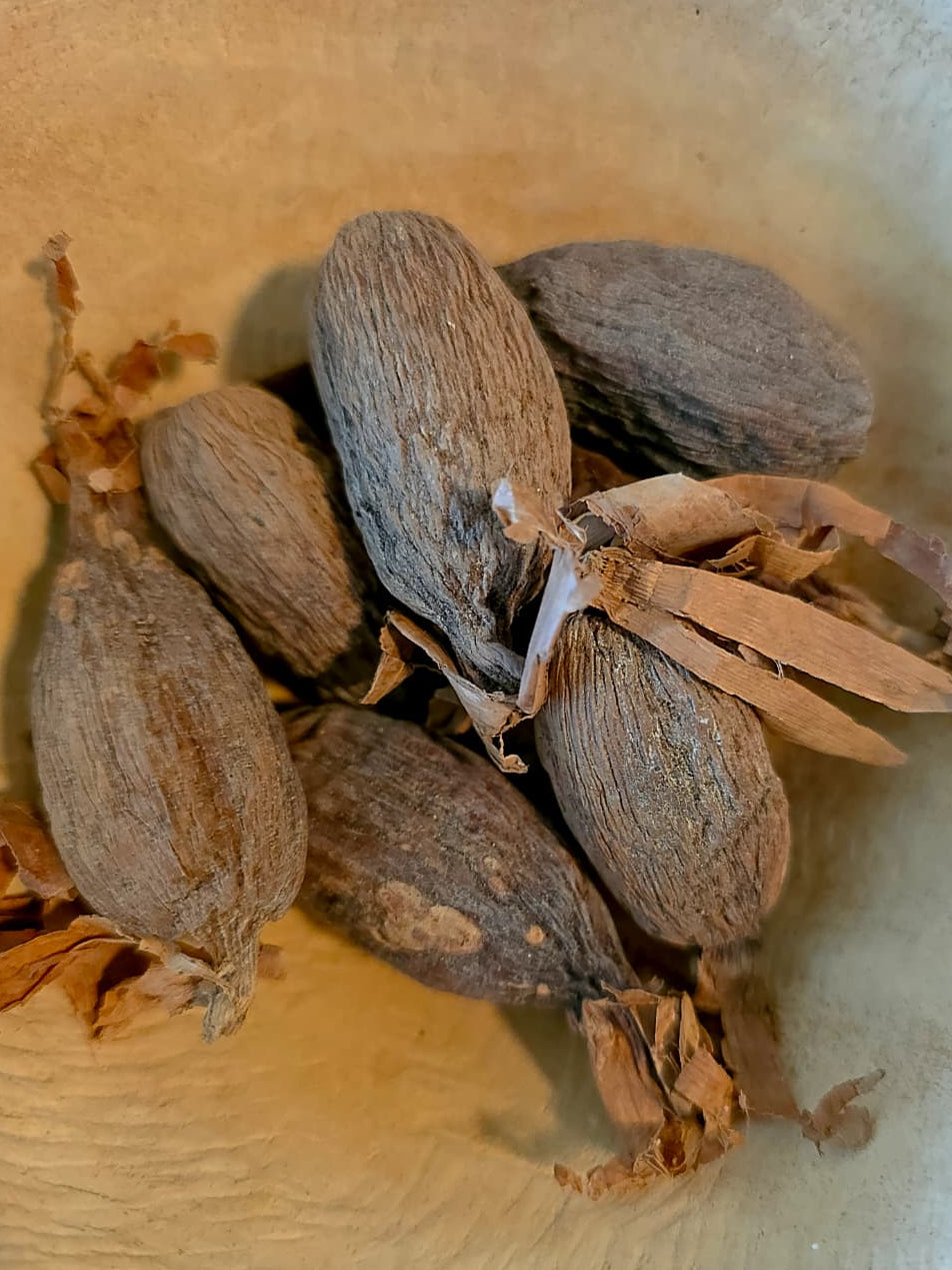 Fresh Nigerian Ataare Pods (Whole Alligator Pepper)